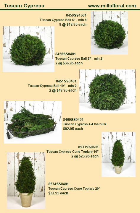 cypress-2.jpg
